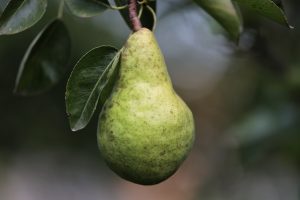 goranh-pear-7415026