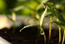 Linse Capital moves into early-stage deep tech with $150m Ignition strategy