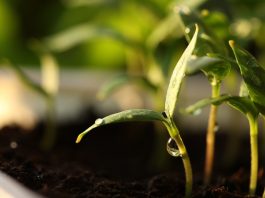 Linse Capital moves into early-stage deep tech with $150m Ignition strategy