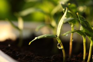 katerinavulcova-germinate-4024588
