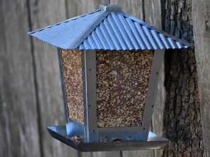 ray_shrewsberry-bird-feeder-7737764