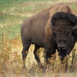 Bison Ventures said to raise $160m for second frontier technology fund