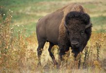 Bison Ventures said to raise $160m for second frontier technology fund