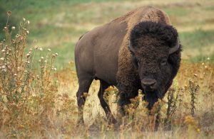 wikiimages-bison-60592